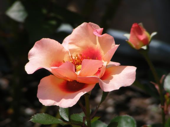 Eyeconic Pink Lemonade